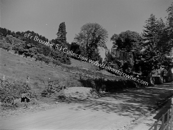 ROAD WITH TREES